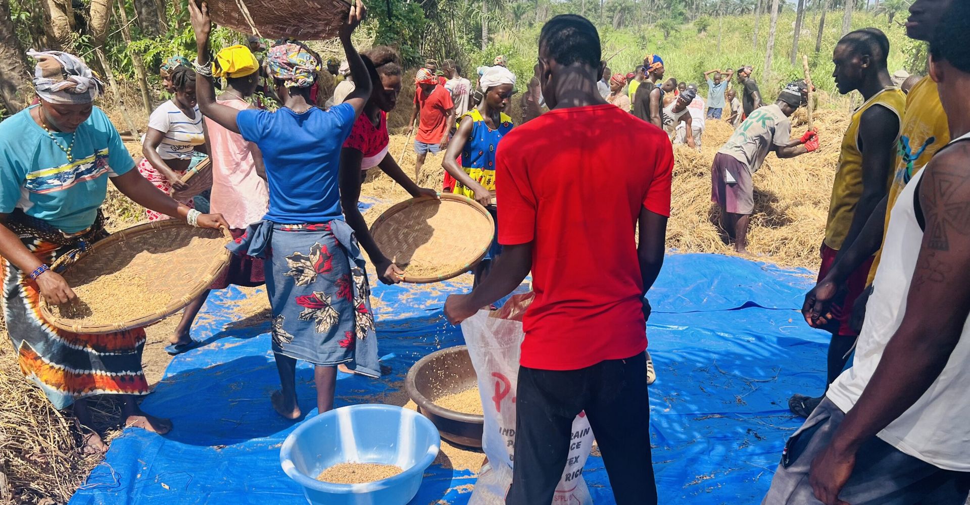 Community members winnowing rice on blue tarpaulins during the harvest